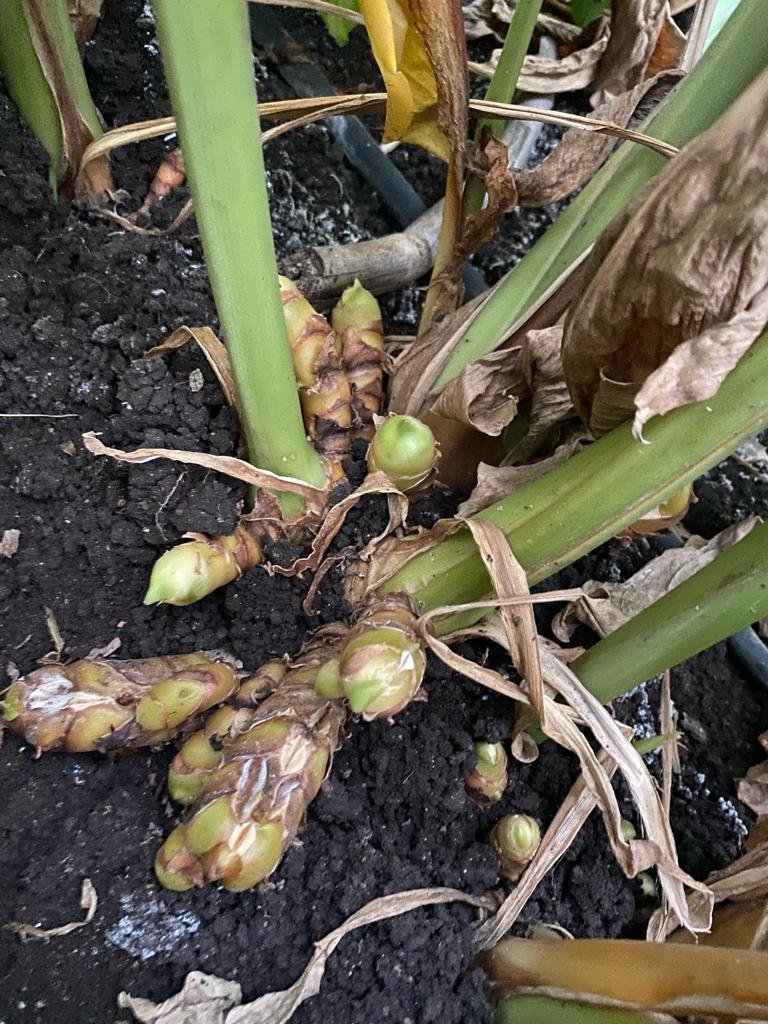 Fresh harvested rhizomes
